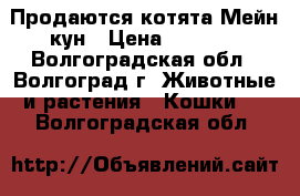 Продаются котята Мейн-кун › Цена ­ 9 000 - Волгоградская обл., Волгоград г. Животные и растения » Кошки   . Волгоградская обл.